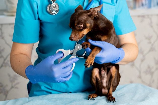 Nail clipping of a dog by a veterinarian in uniform, veterinary clinic, care for small breeds of dogs.