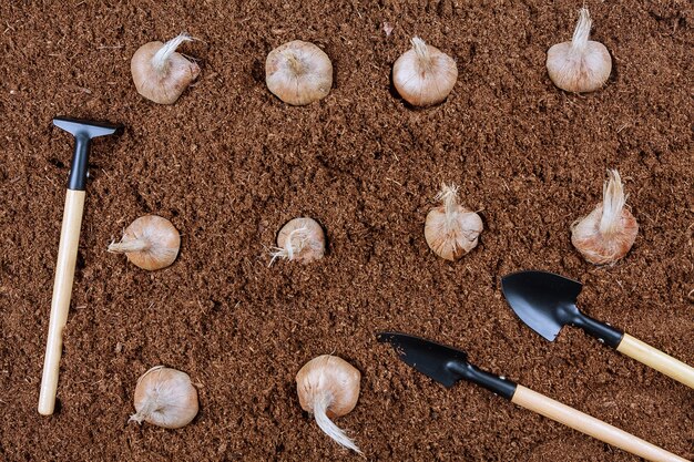 Najaarssaffraankrokus in de grond planten door een boer met tuingereedschap