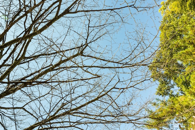 Naked branches of a tree against blue sky with green leaves