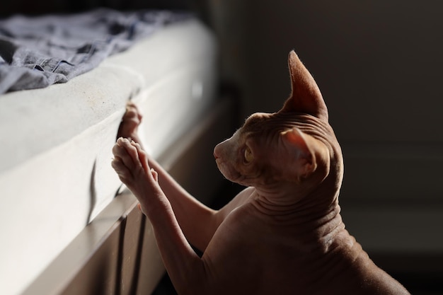 Naked cat playing on the bed