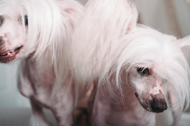 Naked Chinese crested dog. A small indoor bald breed of dog with fluffy ears. Charming dog