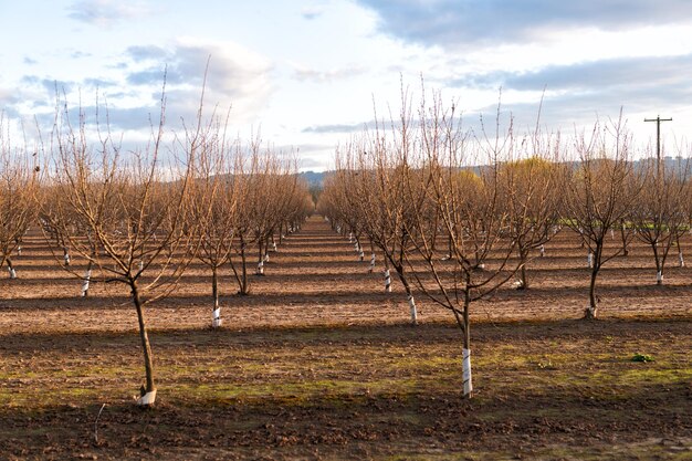 Naked orchard trees landscape in Oregon, USA