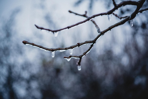 Naked tree branches covered with icy after freezing rain