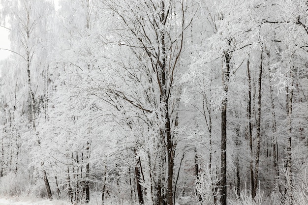 Naked trunks of deciduous trees in the winter season. The thin branches of the tree are covered with a thick layer of white hoarfrost after night frosts. photo close up