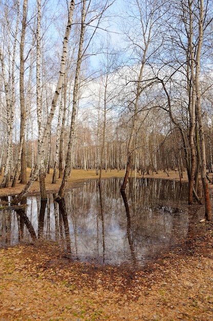 Naked white birch trees are in the spring forest in a large puddle