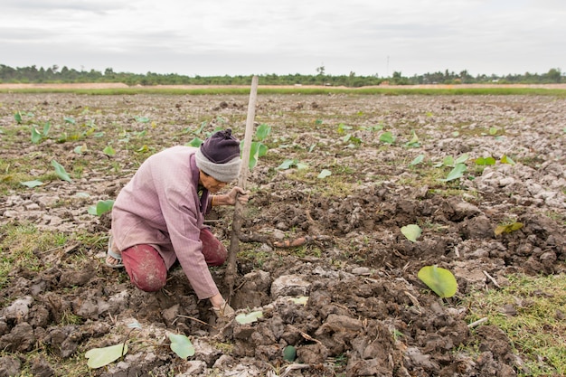 NAKHON PHANOM, THAILAND - 7 APRIL, 2018: de oude vrouw graaft lotusbloemwortels wanneer het water in het meer opdroogde.