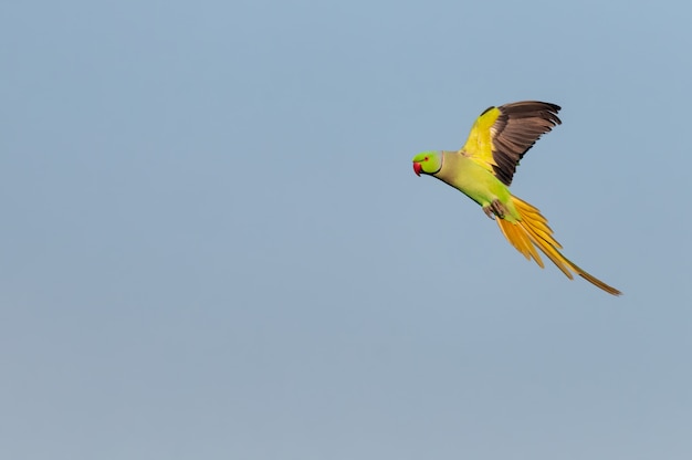 Nam geringde parkiet toe die tegen blauwe hemel vliegt