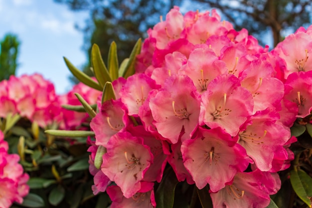 The name of these flowers is Rhododendron. These Rhododendrons name is Peach pie.