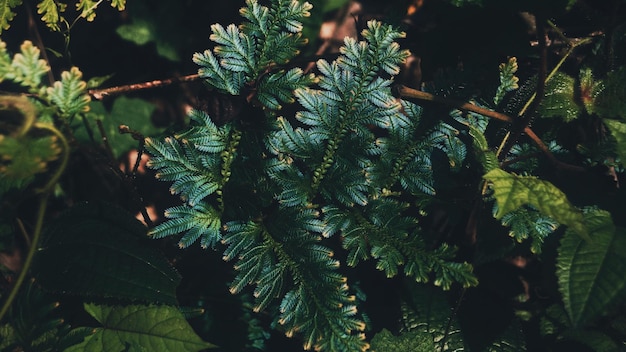 Photo named for the turquoise iridescent sheen of its leaves the peacock fern selaginella uncinata