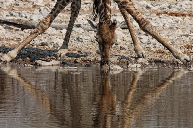 나미비아, Etosha 국립 공원, 물 웅덩이에서 마시는 기린