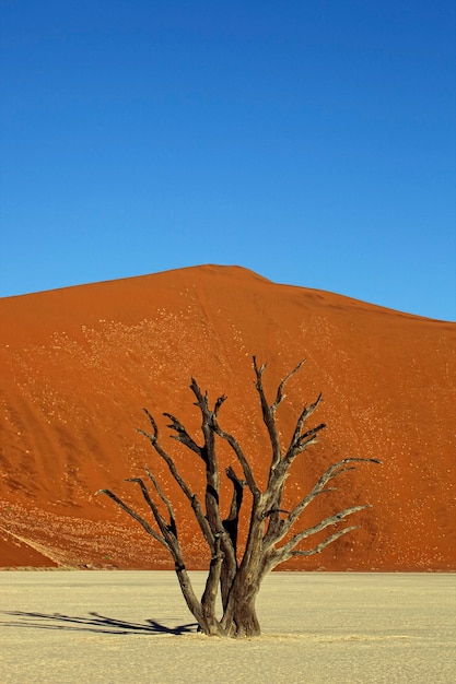 Namibia, Namib-Naukluft Park, Dead Vlei, dead tree in front of desert dune