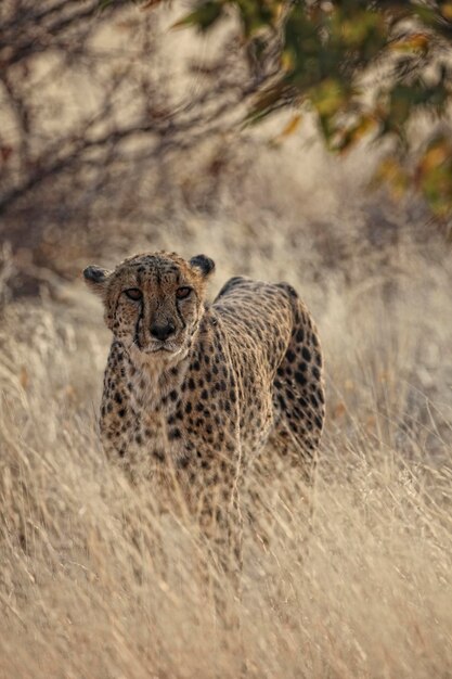 Namibia, portrait of a cheetah