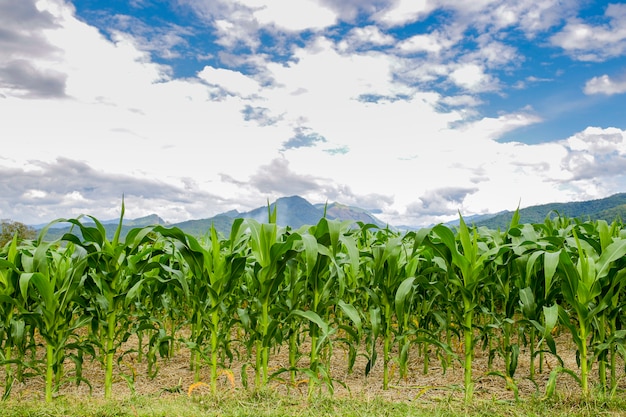 Nan, Thailand, corn field with the mountain and blue sky background