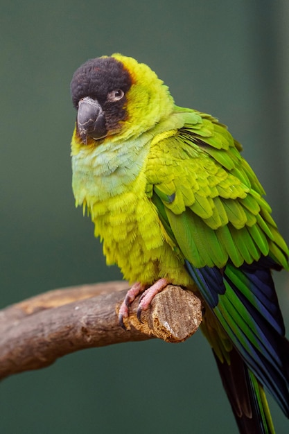 Nanday conure