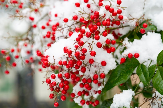 Nandina domashnaya nandina 하늘 대나무 또는 눈 겨울 backgr 아래 신성한 대나무 붉은 열매