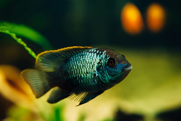 ナンナカラ。紺Azureの魚。黄。