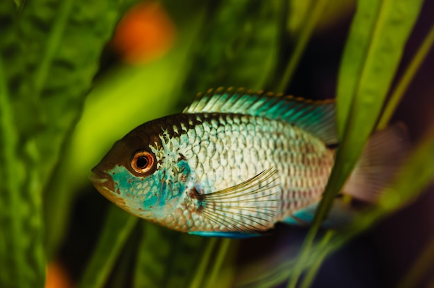 Nannacara. Blauwe aquariumvissen op zeewier.