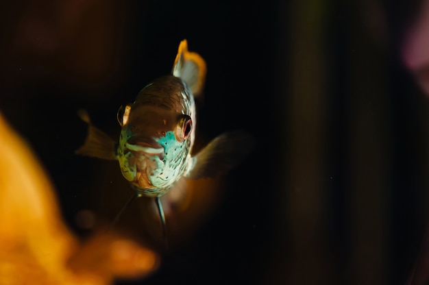 Nannacara. Blauwe vis drijft in een close-up van het huisaquarium.