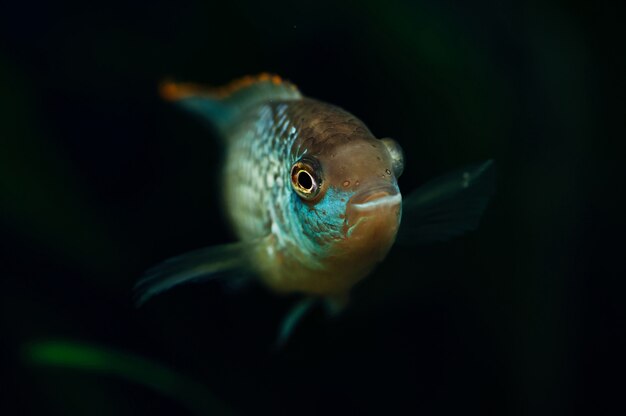 ナンナカラブルー水族館魚藻シクリッド。