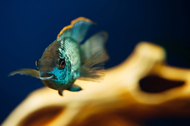 Photo nannacara. blue aquarium fish on algae. cichlids.