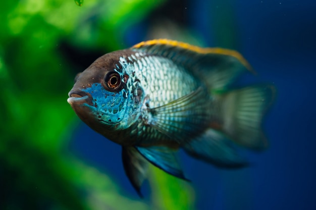 Nannacara. Blue aquarium fish 