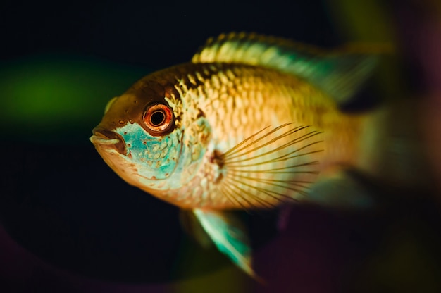 Nannacara blue aquarium fish