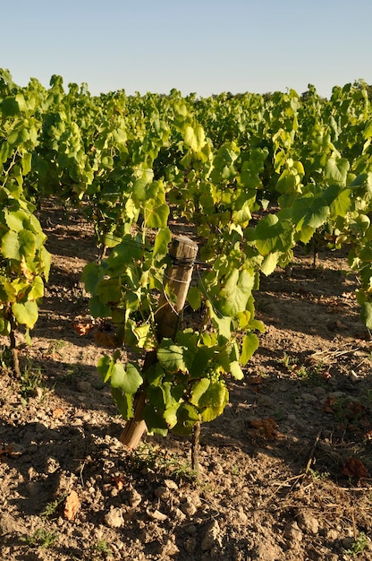 The Nantes vineyard at Maisdon sur Sevre