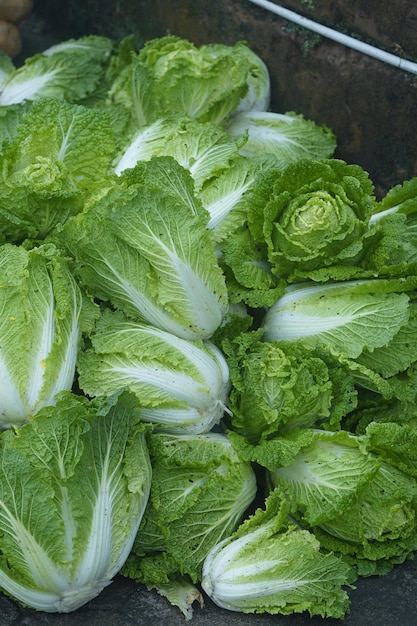 Napa cabbages harvest time