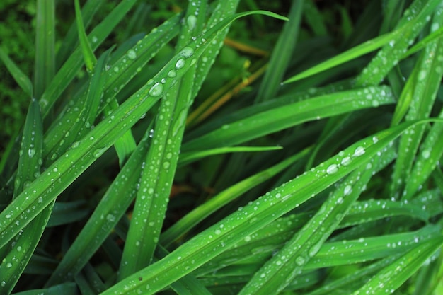 ネーピア グラスエレファント グラス Pennisetum purpureum 上に露が付いている