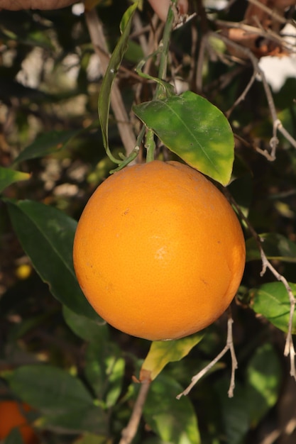 Photo naranja en un arbol dulce y deliciosa naranja del huerto