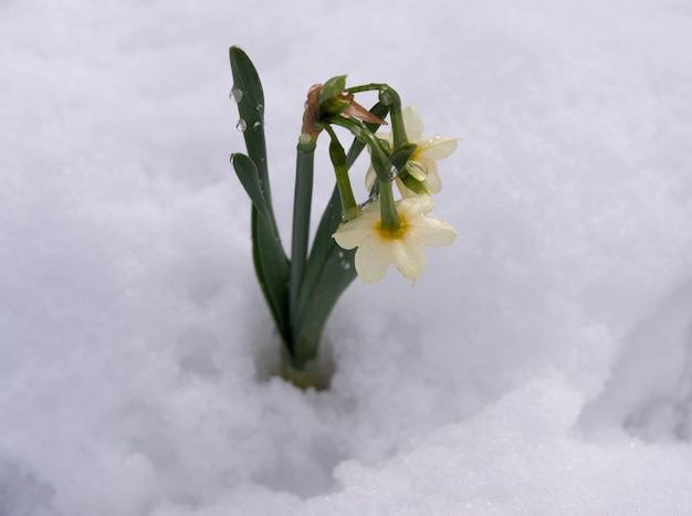 Narcis bloeit Narcissus tazetta in de sneeuw op een winterdag in Griekenland