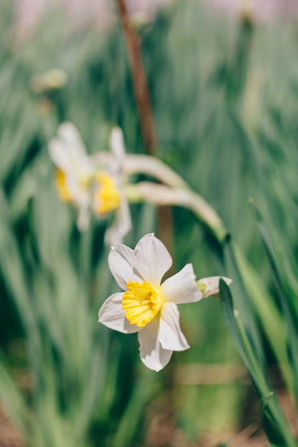 Narcis bloemen, groeiend, broeikas, lente, boeket