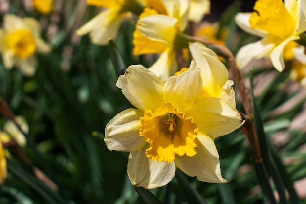 Narcis gele variëteit van narcissen met een grote beker