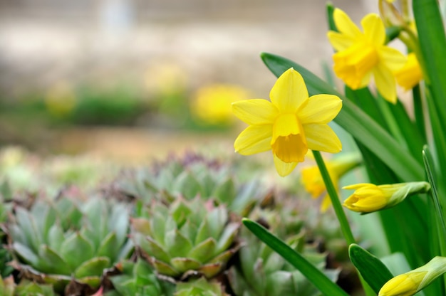 narcis in de tuin