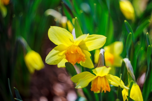 Narcis in lente lente, zomer, zomer, omhoog, warm, geel