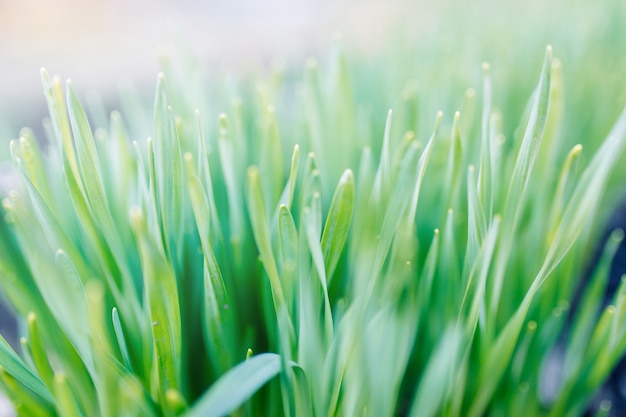 Narcis ontspruit in een tuin in een dorp. Tuinspruiten van bloemen in een bloembedmacro.