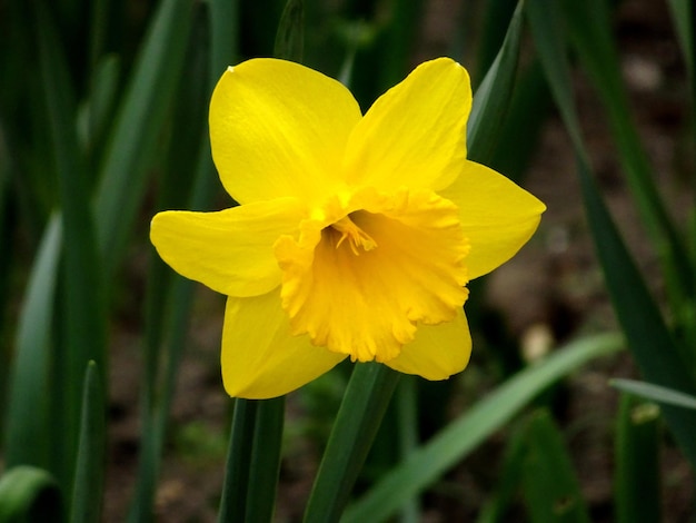 narcis veld (jonquille - lentebloem)