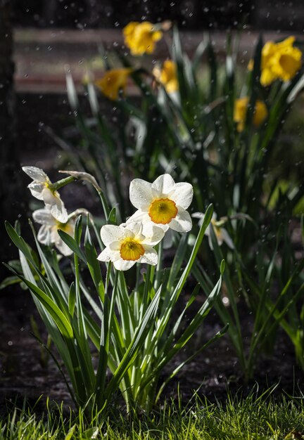 Narcissen bloeien in de tuin