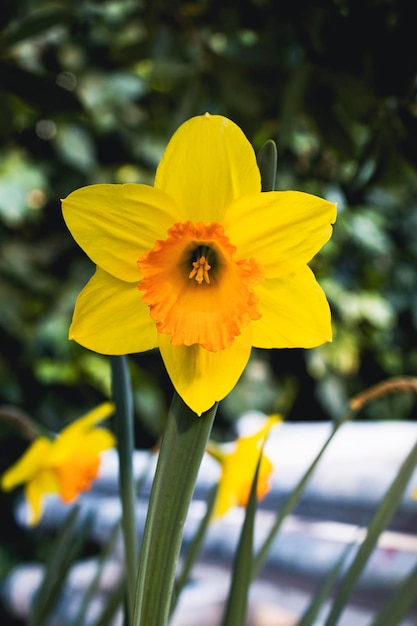 Narcissen bloeien in de tuin