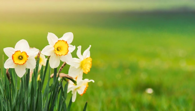 narcissen boeket top view op de lente landschap achtergrond