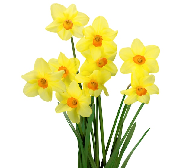 Narcissen geïsoleerd op een witte achtergrond, lentebloemen