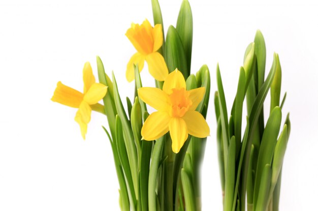 Narcissen in een pot met ui geïsoleerd op witte achtergrond Lentebloemen