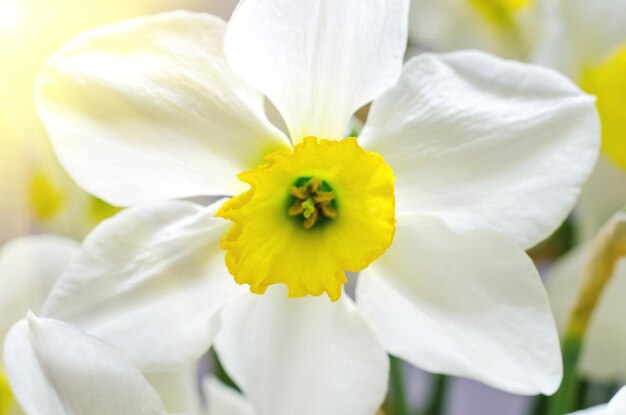 Narcissen macro