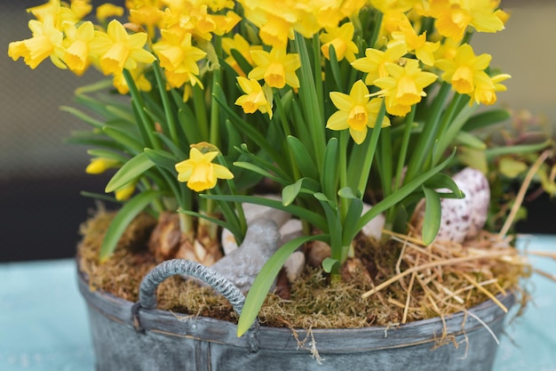 Narcissen met bollen in een grote pot voor Pasen