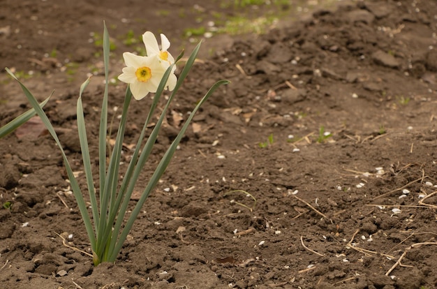 Narcissen met witte bloemen bloeien Kopieer de ruimte