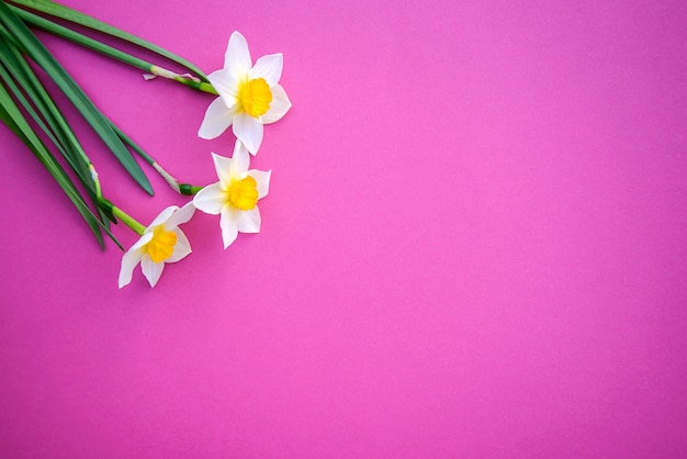 Narcissen op een fel roze