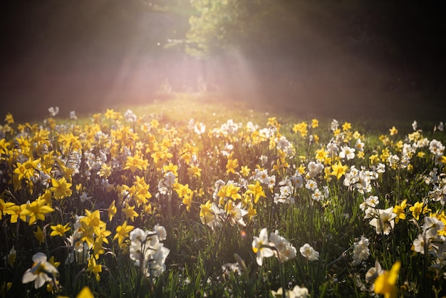 Narcissen op het gazon in tegenlicht