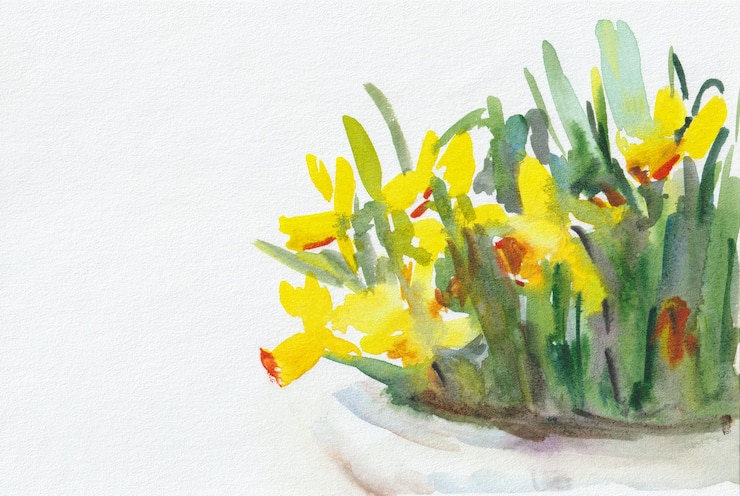 Foto narcissen waterverf witte achtergrond