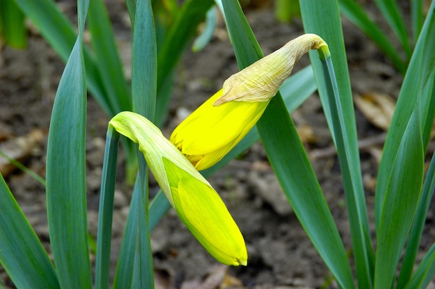 narcissen