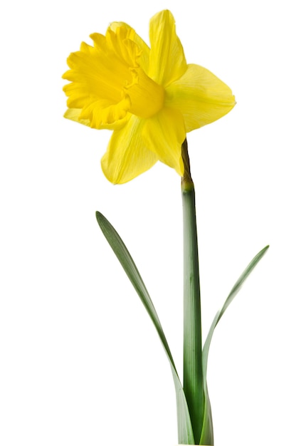 Narcissenbloem of narcis die op witte achtergrond wordt geïsoleerd